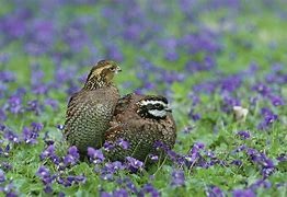 Quail Surveys Raise Expectations For Another Quality Hunting Season