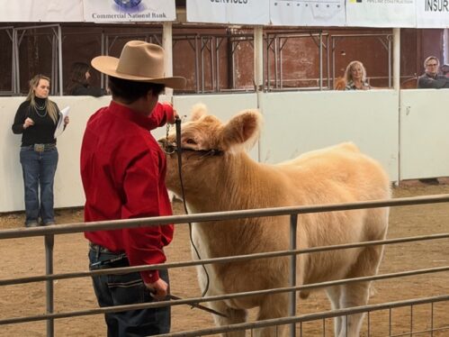 Nuncio Exhibits Grand Champion Steer At McCulloch Livestock Show